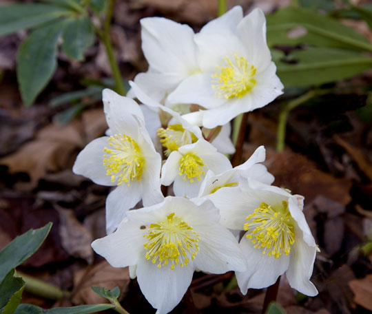 Helleborus niger