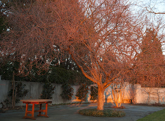 cherry tree