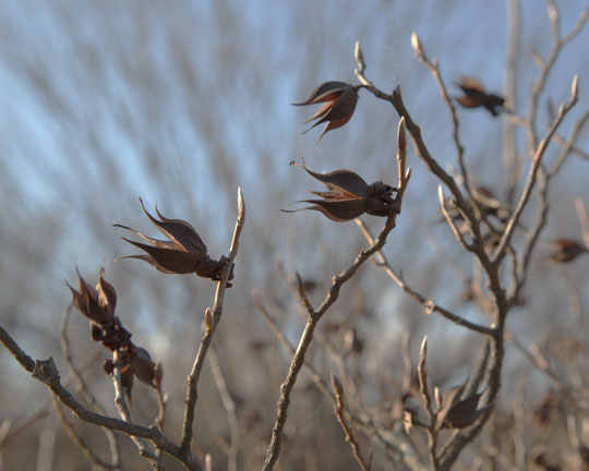 Stewarta seed pods