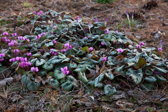Cyclamen coum