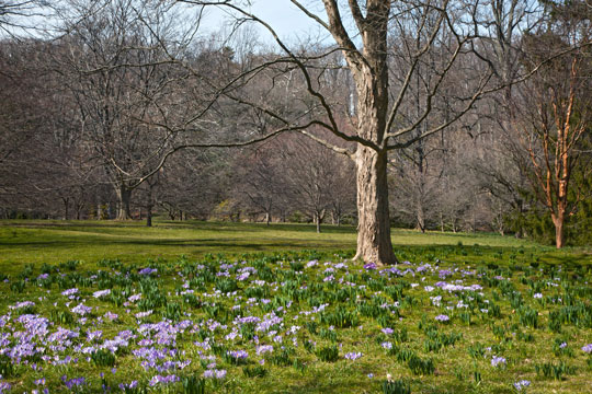 Crocus tommasinianus