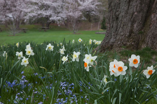 Narcissus 'Barrett Browning'