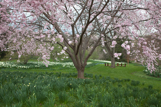 Prunus 'Accolade'