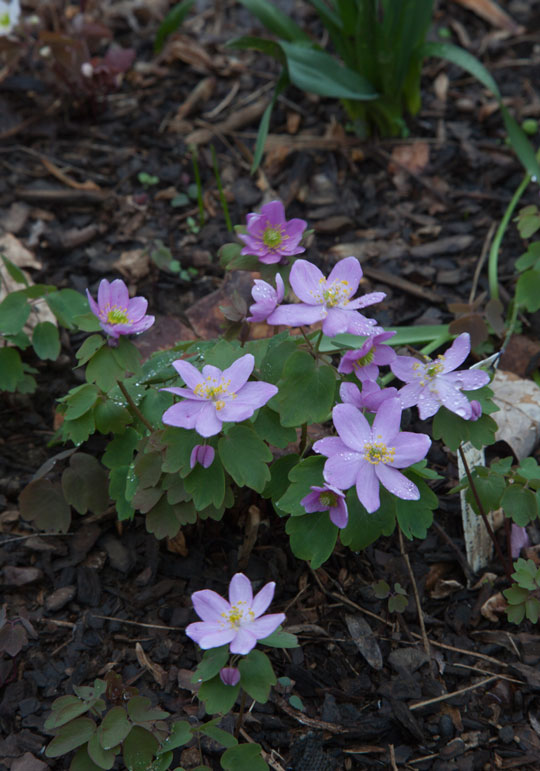 Anemonella thalictroides
