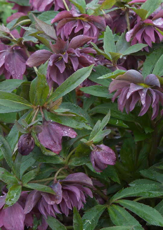 Helleborus 'Kingston Cardinal'
