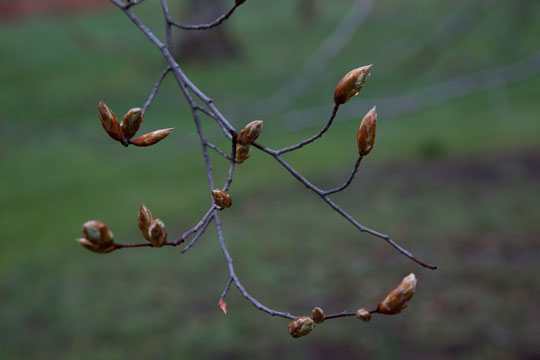 Fagus grandiflora