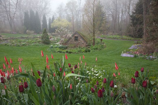 Tulip clusiana