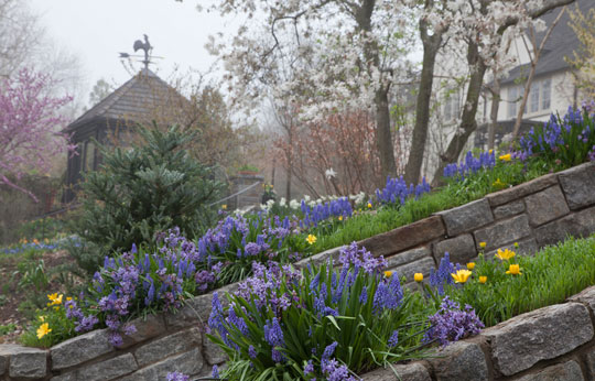 blue Hyacinthus