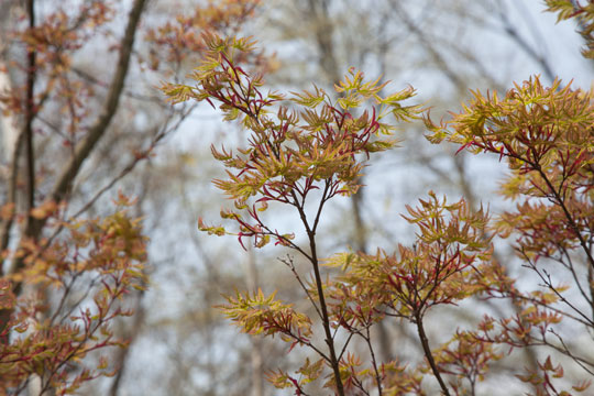 Acer palmatum 'Higasa Yama'