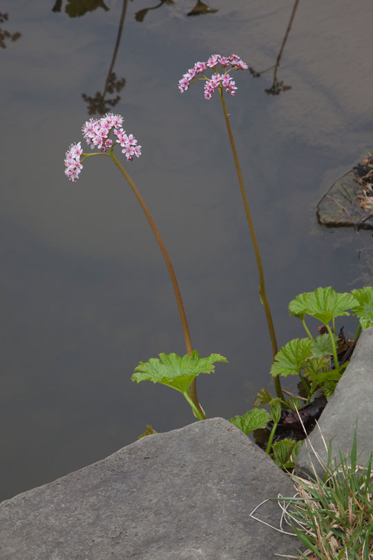 Darmera peltata