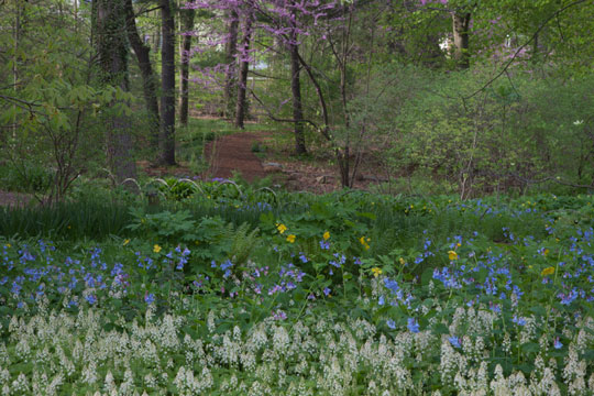 Darmera peltata