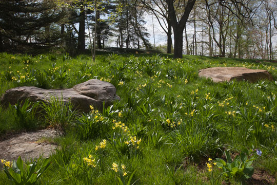 Narcissus 'Hawera'