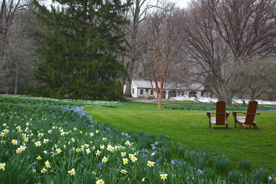 Narcissus 'Ice Follies'