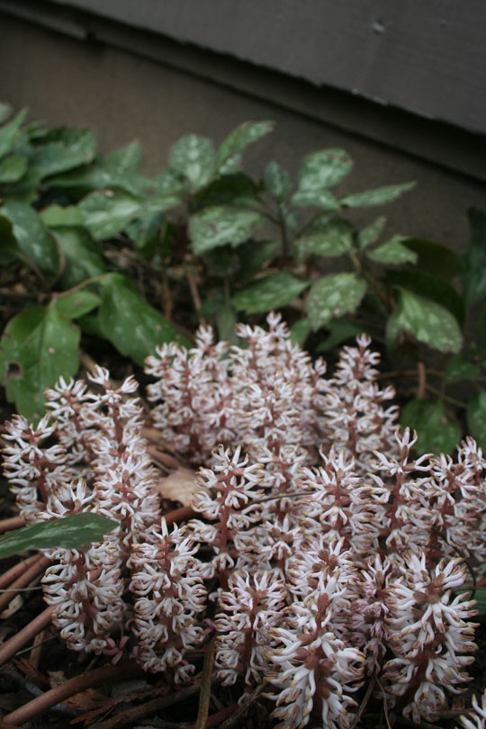 Pachysandra procumbens