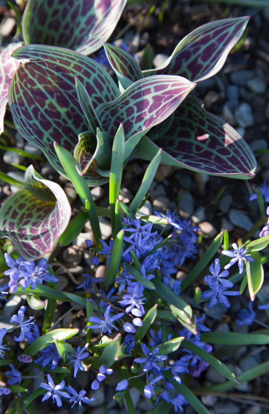 Tulip gregii