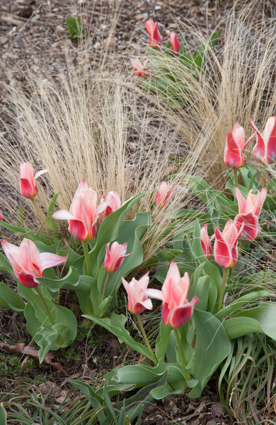 Tulip 'Ancilla'
