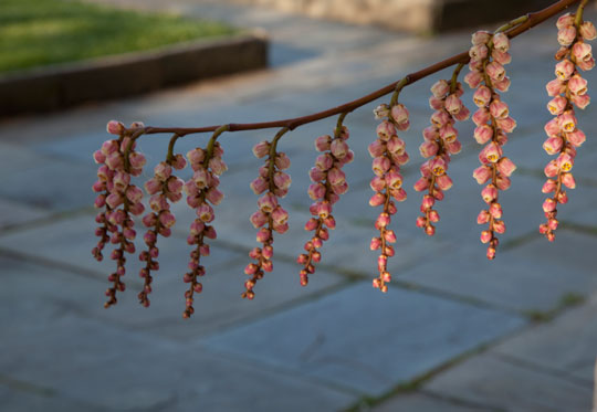 Stachyurus praecox