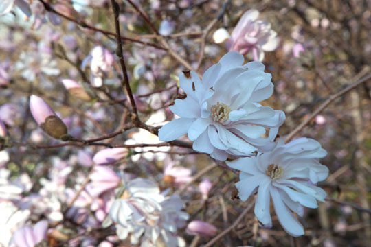 Magnolia stellata