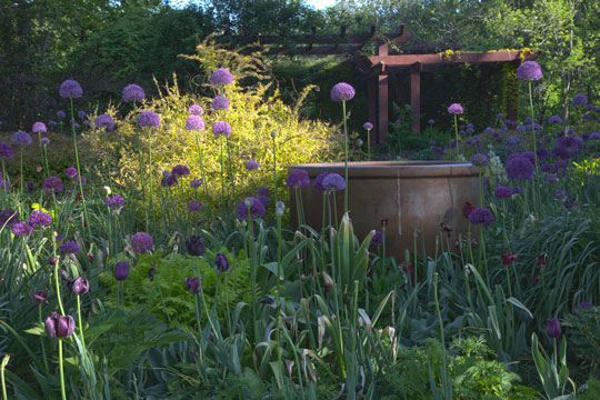 Allium's 'Gladiator'