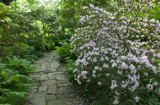 Rhododendron 'Windbeam'