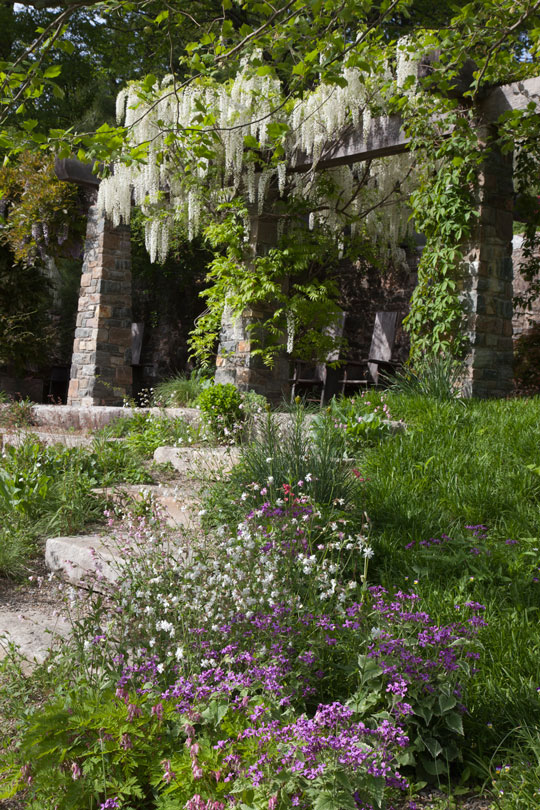 Wisteria floribunda