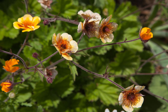 Geum 'Beechhouse'