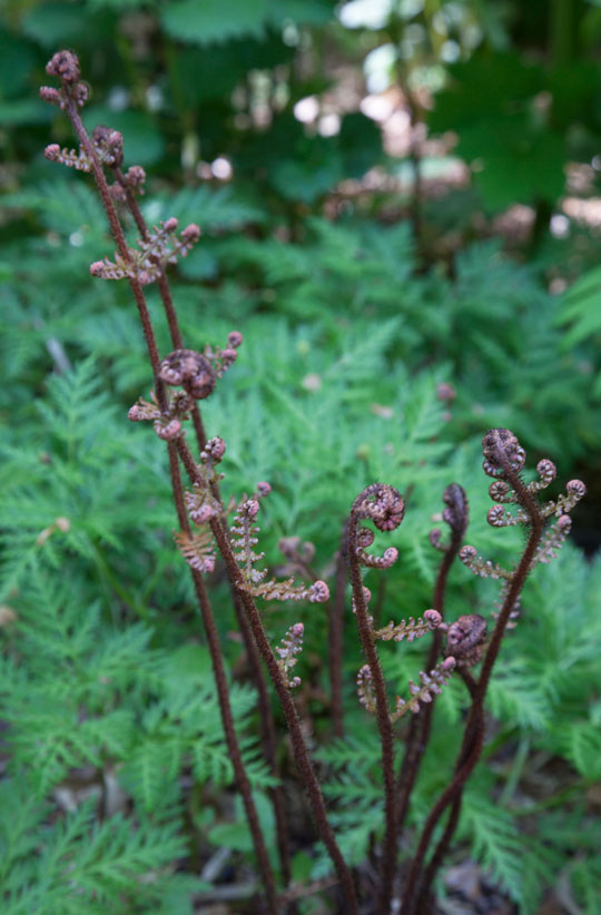 Dryopteris erythrosa