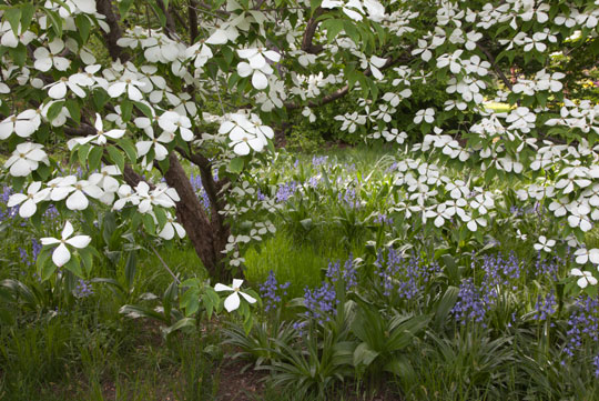 Cornus 'Rutlan'