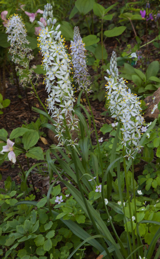 Cammasia scilloides