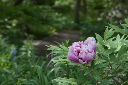 tree Peony