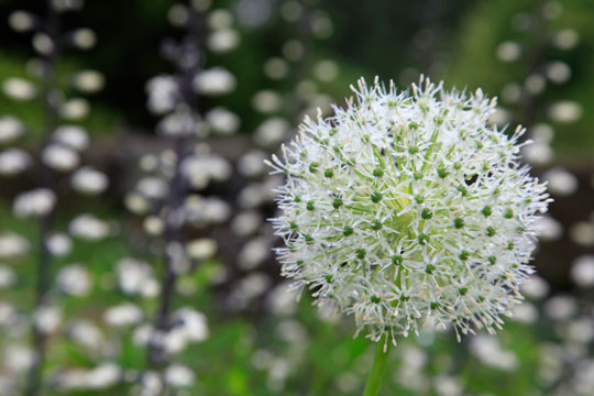 Allium's 'Gladiator'