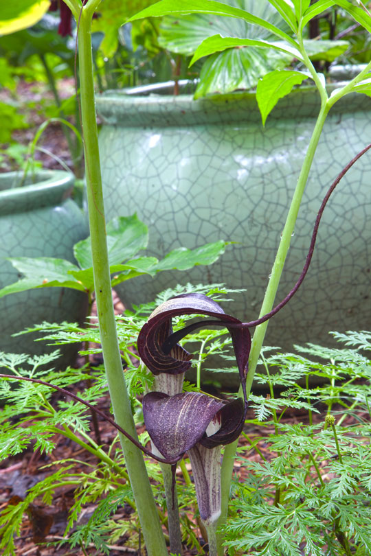 Arisaema thunbergii ssp. urashima
