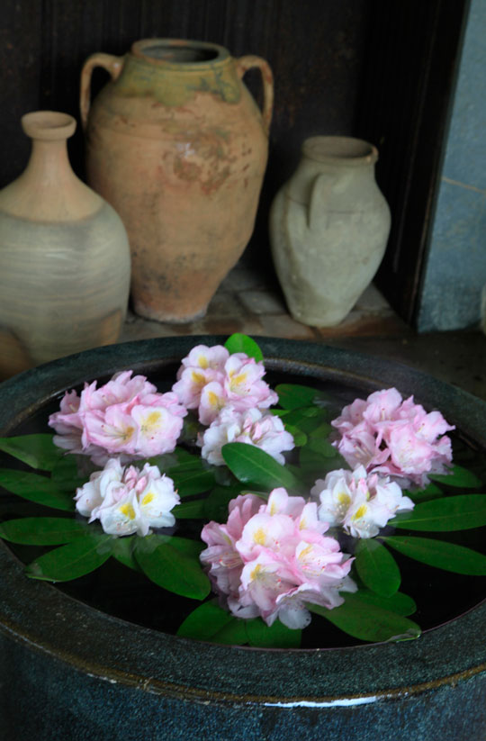 Rhododendron blossoms