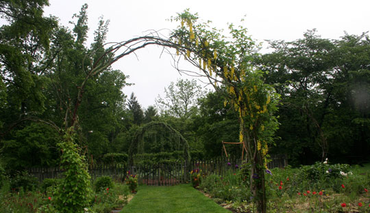 Laburnum x watereri 'Vossii'