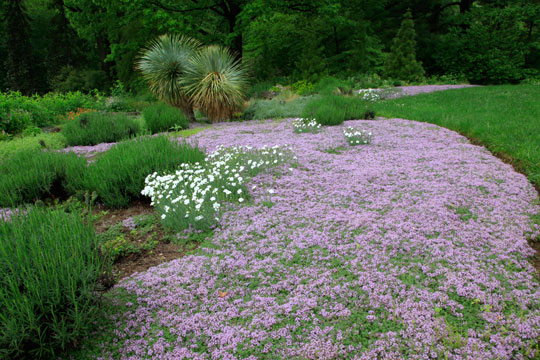 Thymus praecox
