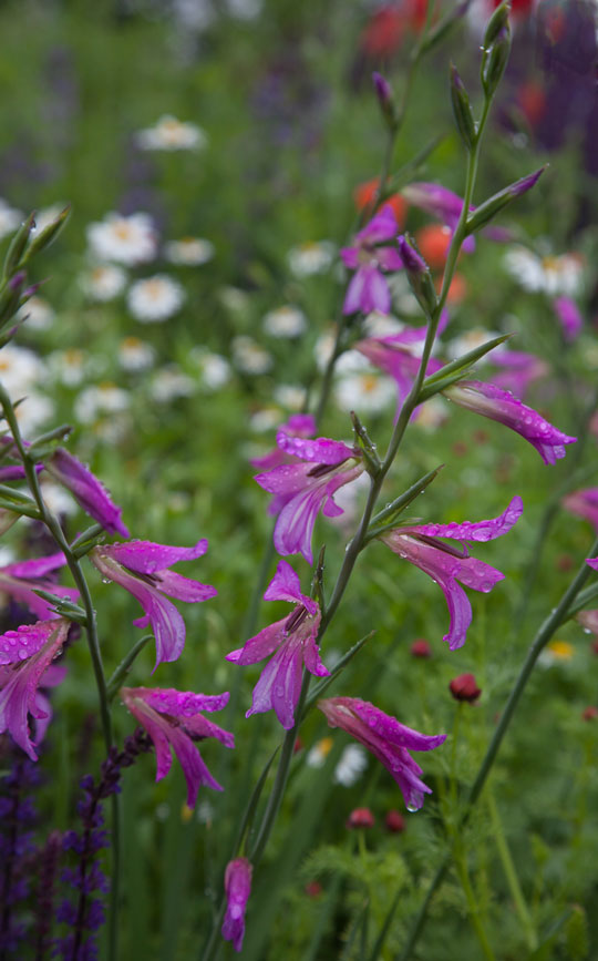 Gladiolus communis