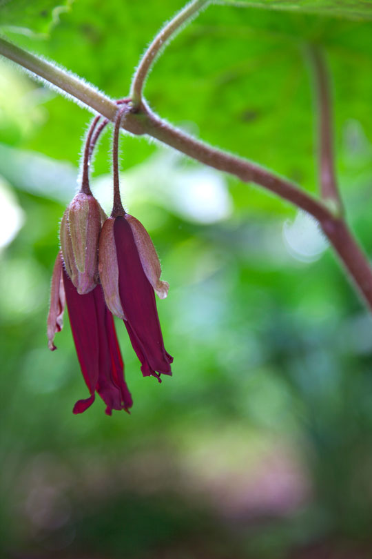 Podophyllum 'Spotty Dotty'