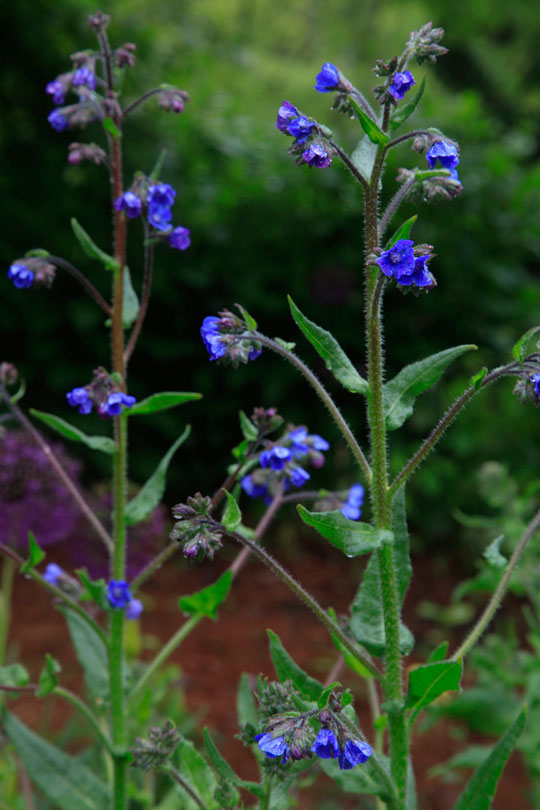 Anchusa azurea