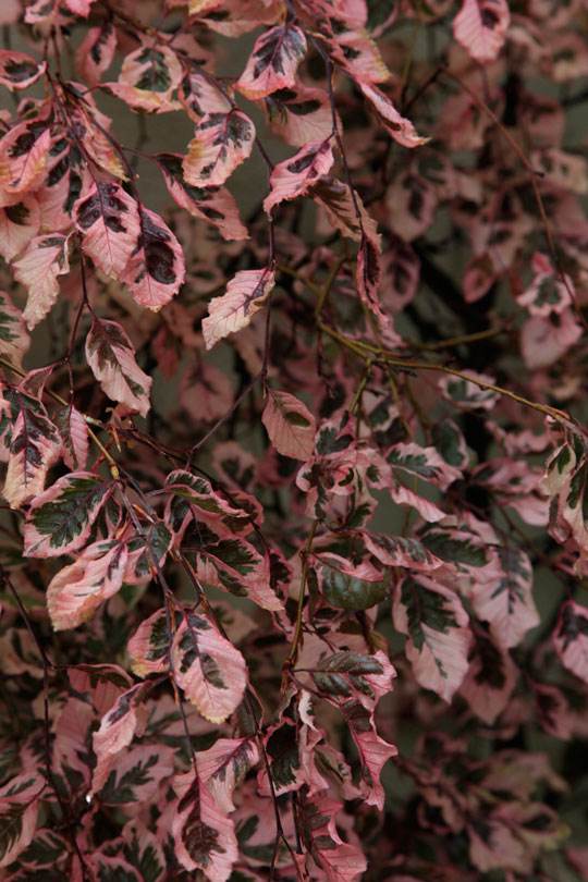 Fagus sylvatica 'Purpurea Tricolor'