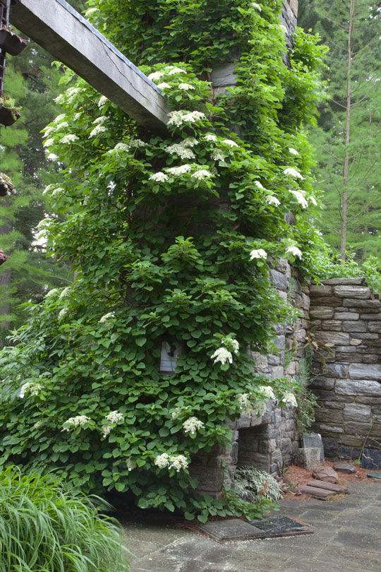 Hydrangea anomala
