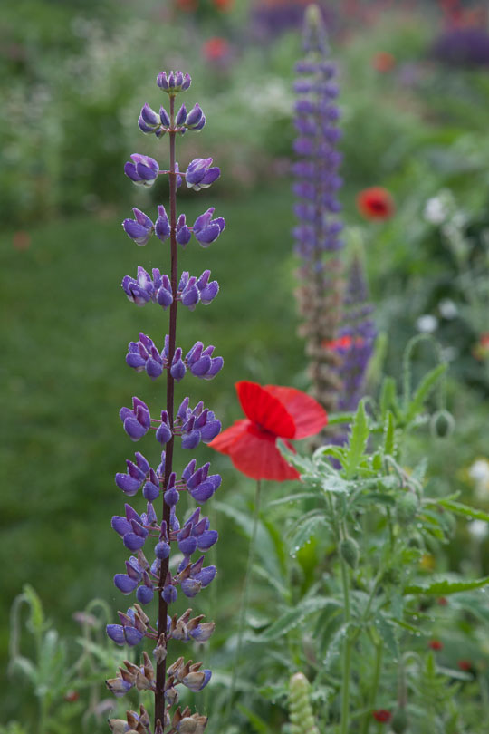 Lupinus perennis
