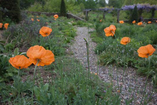 Papaver rupifragum