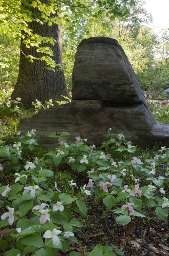Trillim grandiflorum