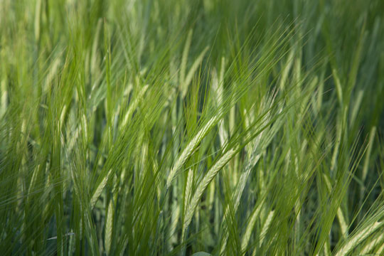 Spring Barley