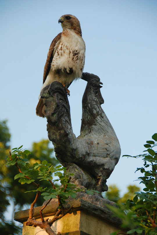 Hawk