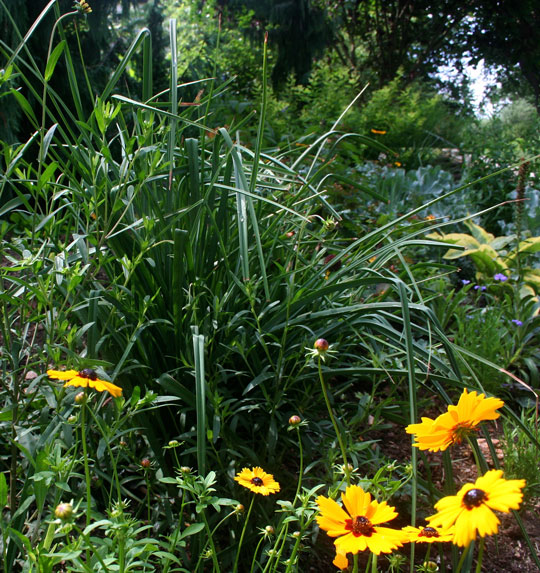 Coreopsis basalis