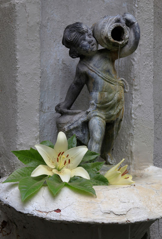 lily flower