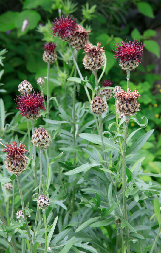 Centaurea benoistii