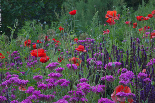 Papaver rhoeas