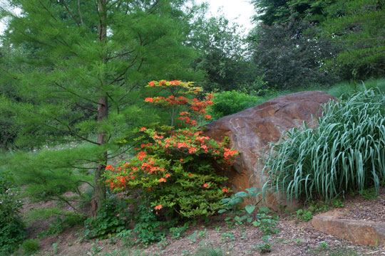 Rhododendron calendulaceum
